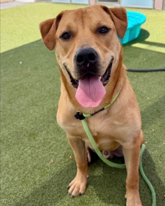 Rescue dog at Desert Haven Sanctuary